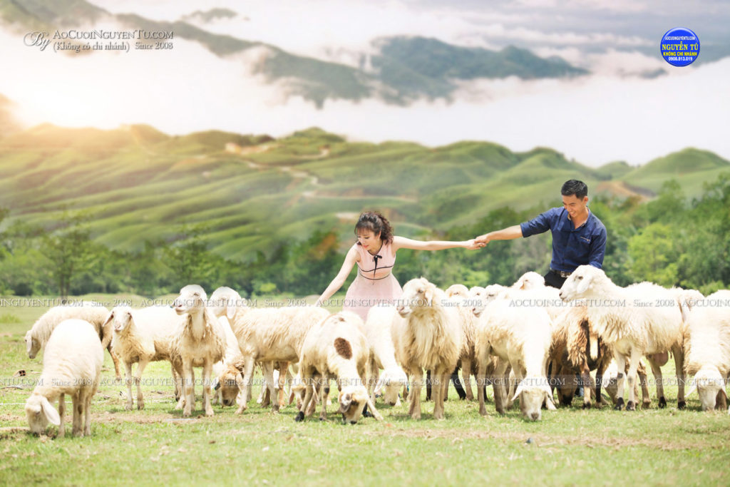 Ảnh cưới đàn cừu Nguyễn Tú