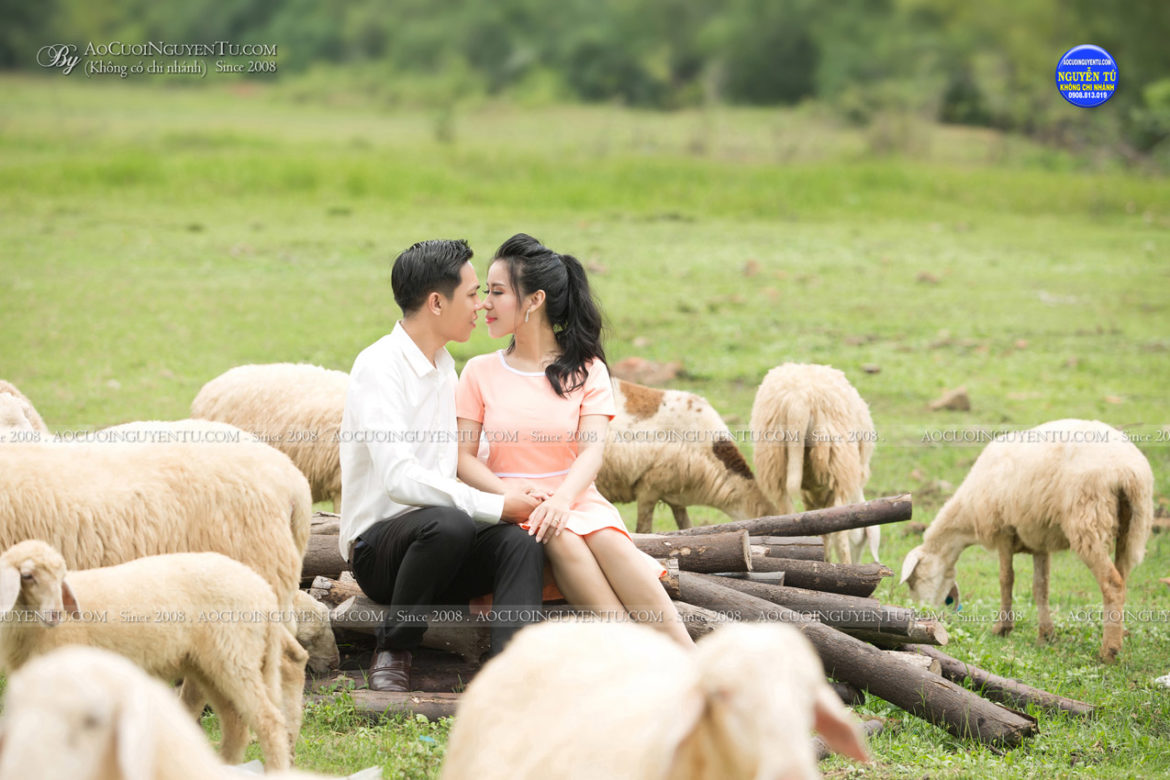 Ảnh cưới đàn cừu Nguyễn Tú